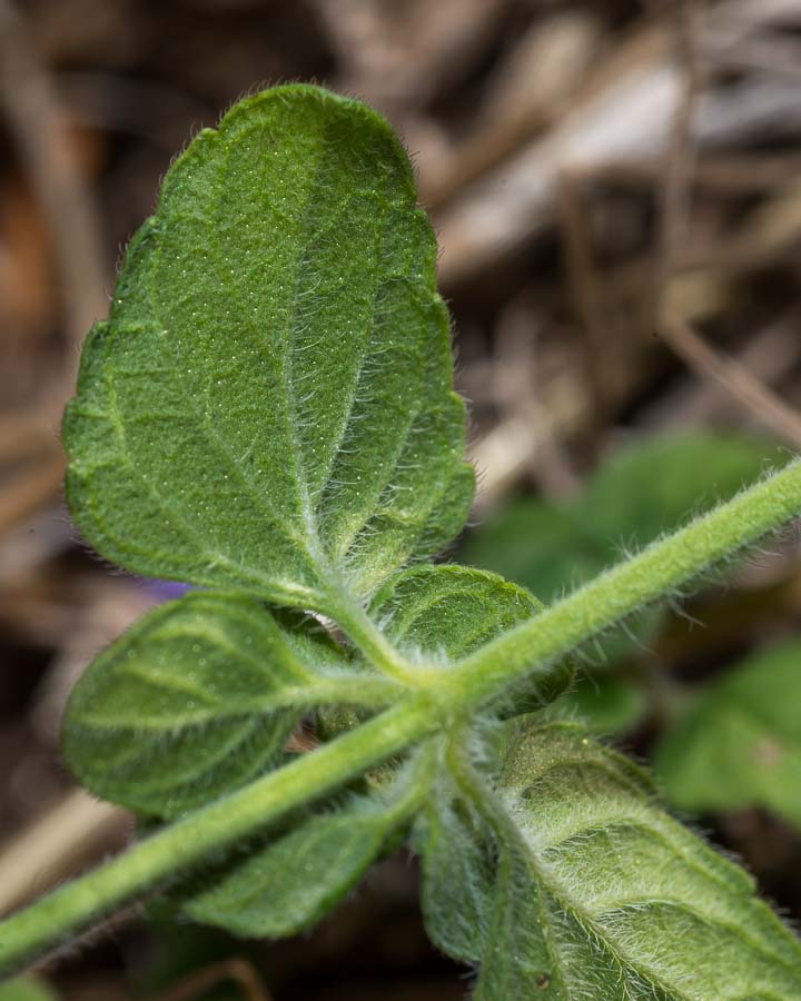 Clinopodium (=Calamintha) nepeta / Mentuccia comune, Nepitella